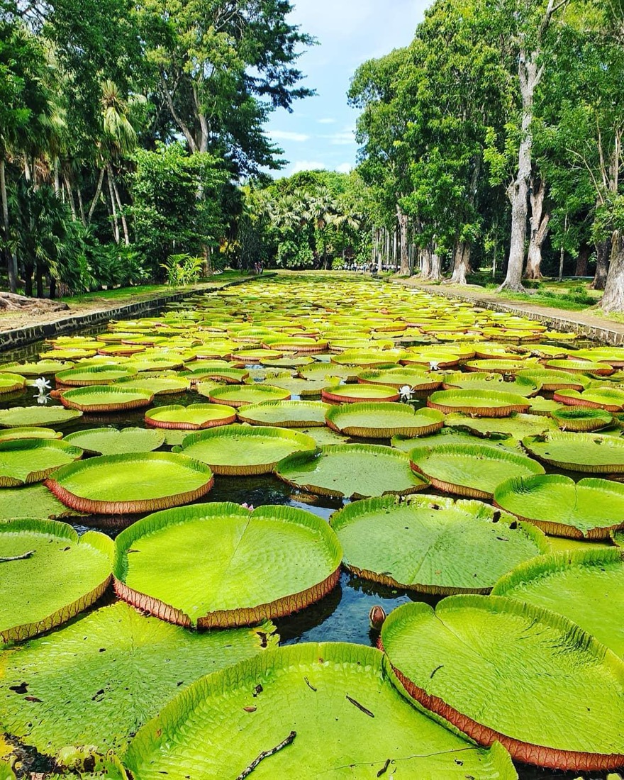 Giant Victoria amazonica water lilies at the Sir Seewoosagur Ramgoolam Botanical Garden in Pamplemousses, Mauritius