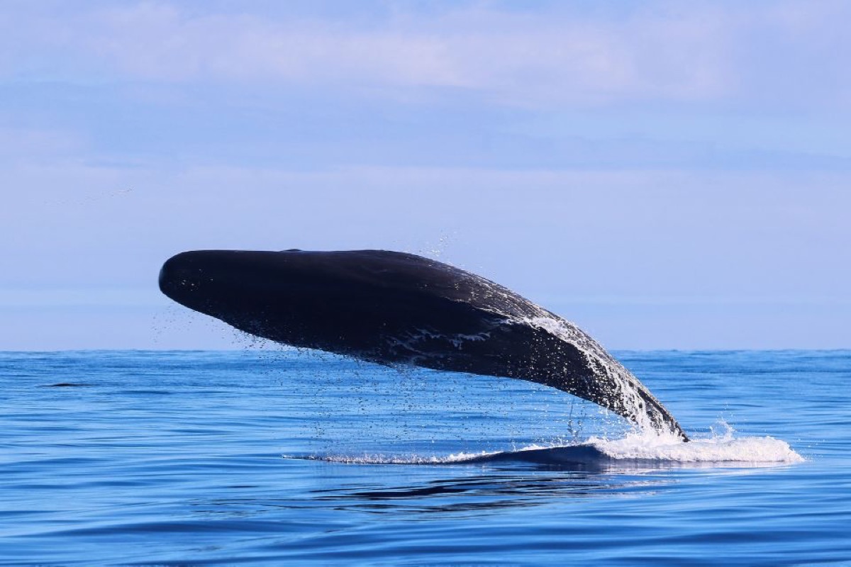 A sperm whale breaching at the surface of the deep blue sea off the north coast of Mauritius, seen from the boat